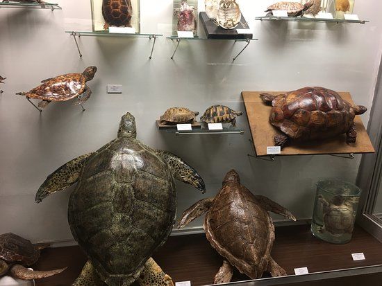 Tadas Ivanauskas Zoölogisch Museum